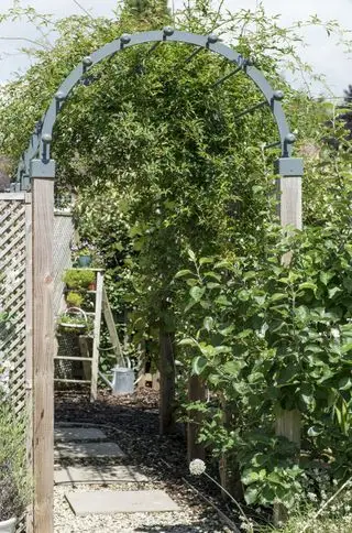 gelsomino che cresce su un arco di pergola