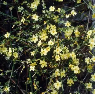 gelsomino invernale in fiore