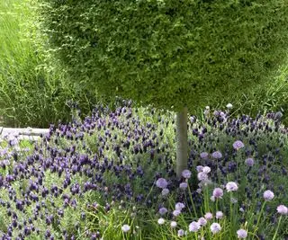 Buis standard (Buxus) sous-planté de lavande française