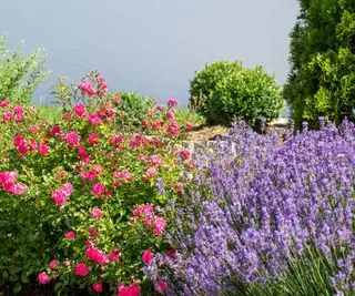 Lavande et rosiers en fleurs