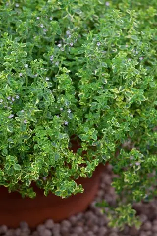 Comment faire pousser du thym