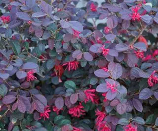 Loropetalum au feuillage violet et aux fleurs roses