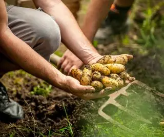 Un raccolto di patate sollevate dal terreno con una forca da giardino