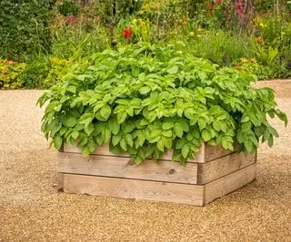 Patate che crescono in un contenitore di legno