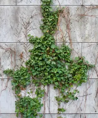 Ako sa zbaviť brečtanu octom – jednoduché, netoxické kroky na jeho zabitie