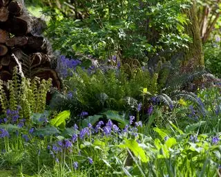 fougères poussant dans une zone ombragée d’un jardin