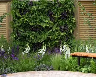 fougères poussant parmi d'autres plantes dans un mur végétal