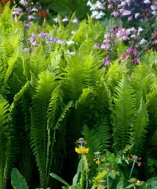 fougères poussant avec d'autres fleurs dans une bordure de jardin