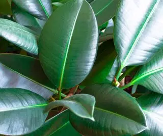 folhas de seringueira