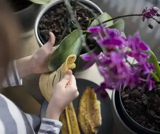 limpando folhas de orquídea com casca de banana