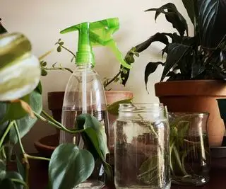 plantas de casa e senhor