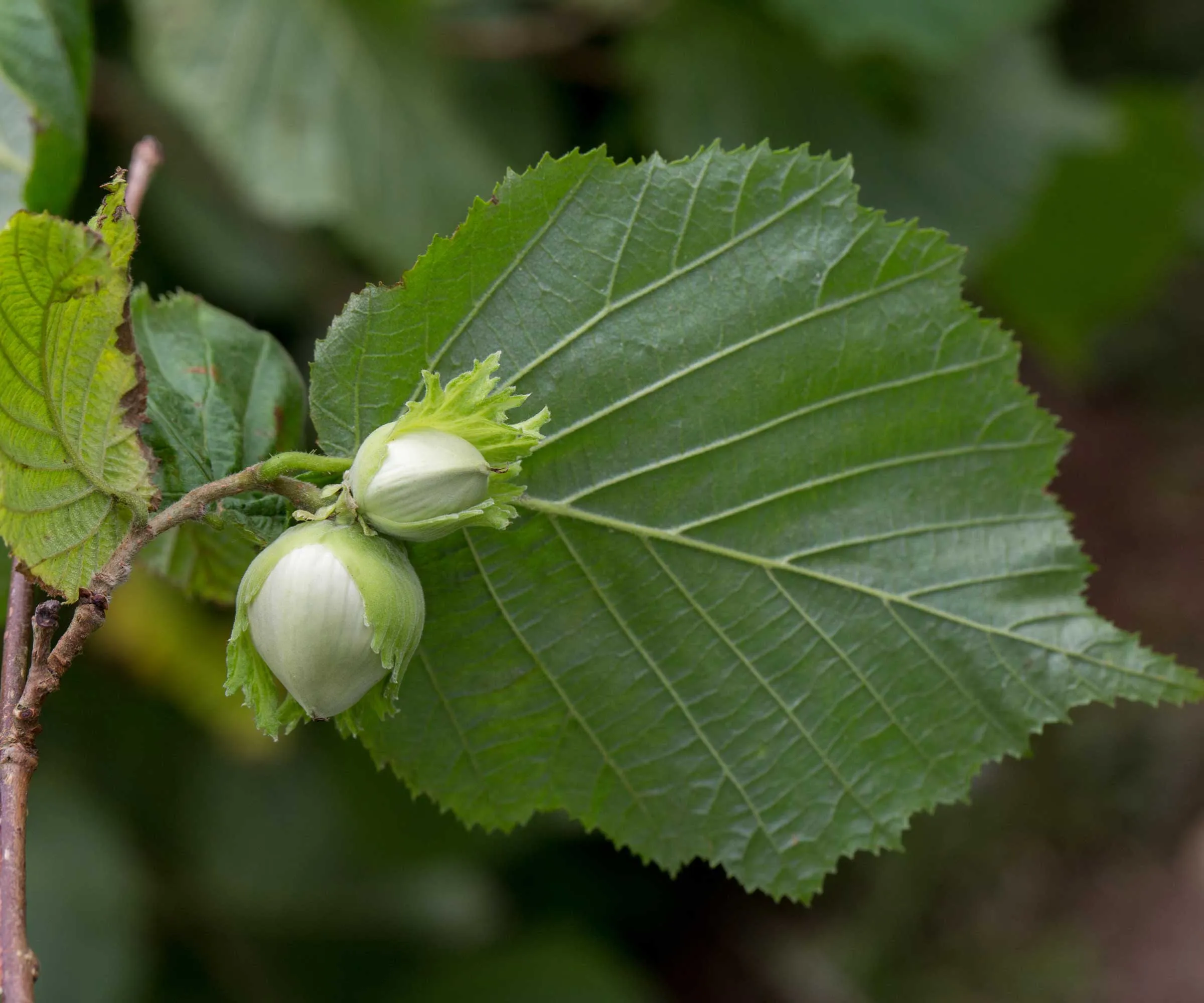 Nocciolo (Corylus avellana)' loading='lazy' title=