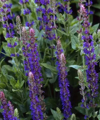 Dois-je faire de la salvia à tête morte ? Des réponses d’experts pour plus de fleurs
