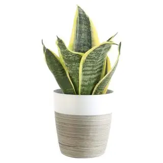 Plantes d'intérieur qui aident à dormir