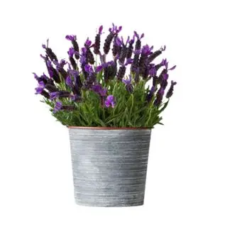 Plantes d'intérieur qui aident à dormir