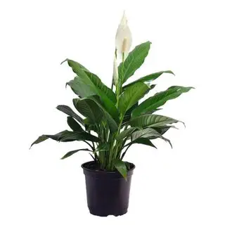 Plantes d'intérieur qui aident à dormir