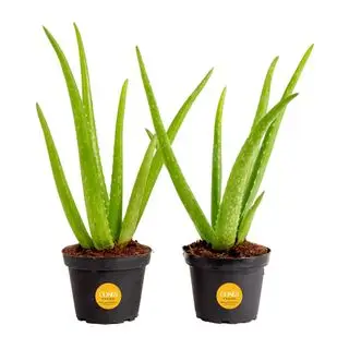 Plantes d'intérieur qui aident à dormir