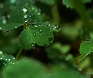 Gouttes de pluie sur les feuilles d'une plante