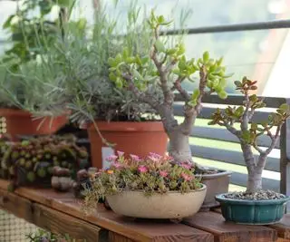 plantes succulentes dans des conteneurs sur une table de balcon