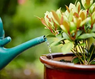 Une plante skimmia dans un pot arrosée avec une canette