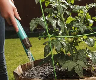 Un plant de tomate arrosé avec un tuyau