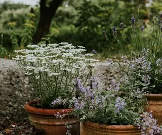 10 conseils essentiels d'un jardinier professionnel pour arroser correctement les plantes en pot