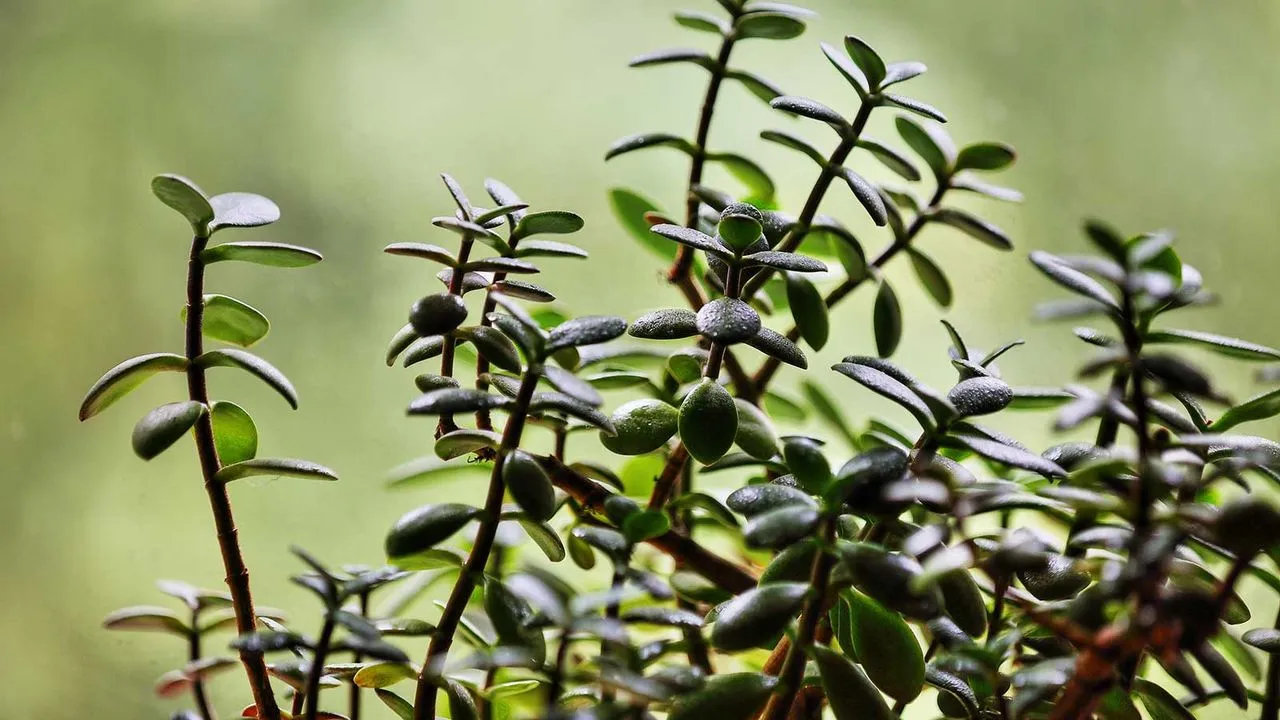 roślina jadeitowa' loading='lazy' title=