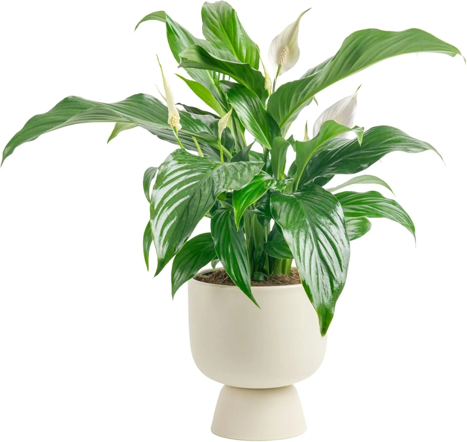Costa Farms Peace Lily Żywa roślina w dekoracyjnej doniczce Kwitnąca oczyszczająca powietrze Roślina doniczkowa idealna do pokoju domowego lub wystroju biura Świetne ocieplenie domu lub prezent urodzinowy 14-24 cali wysokości' loading='lazy' title=