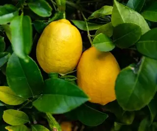 citróny rastúce na citrónovníku Meyer