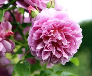 fleur de pivoine rose tendre