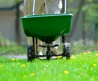 Usando uma máquina de alimentação para fertilizar um gramado