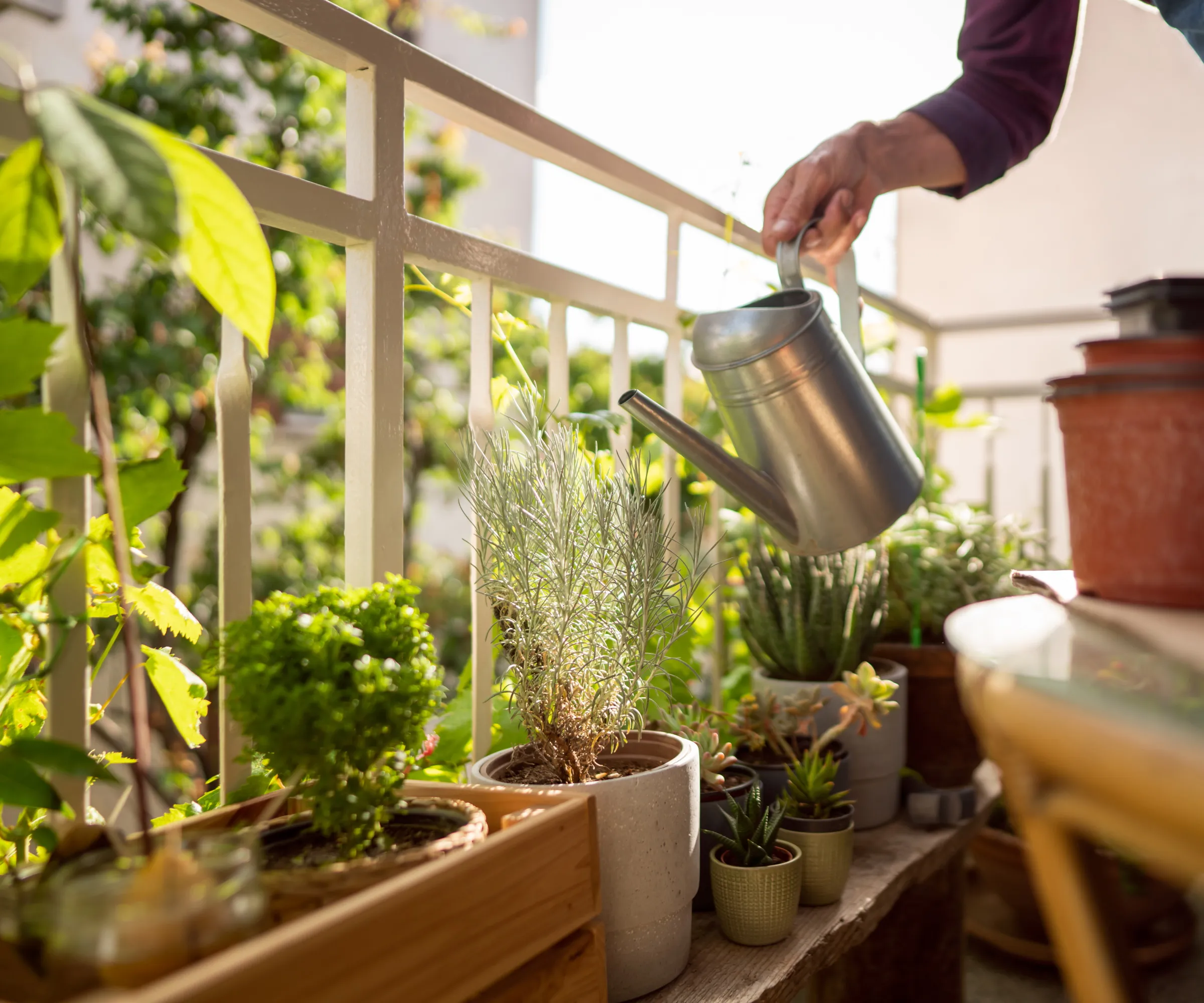 Planta de alecrim na varanda' loading='lazy' title=