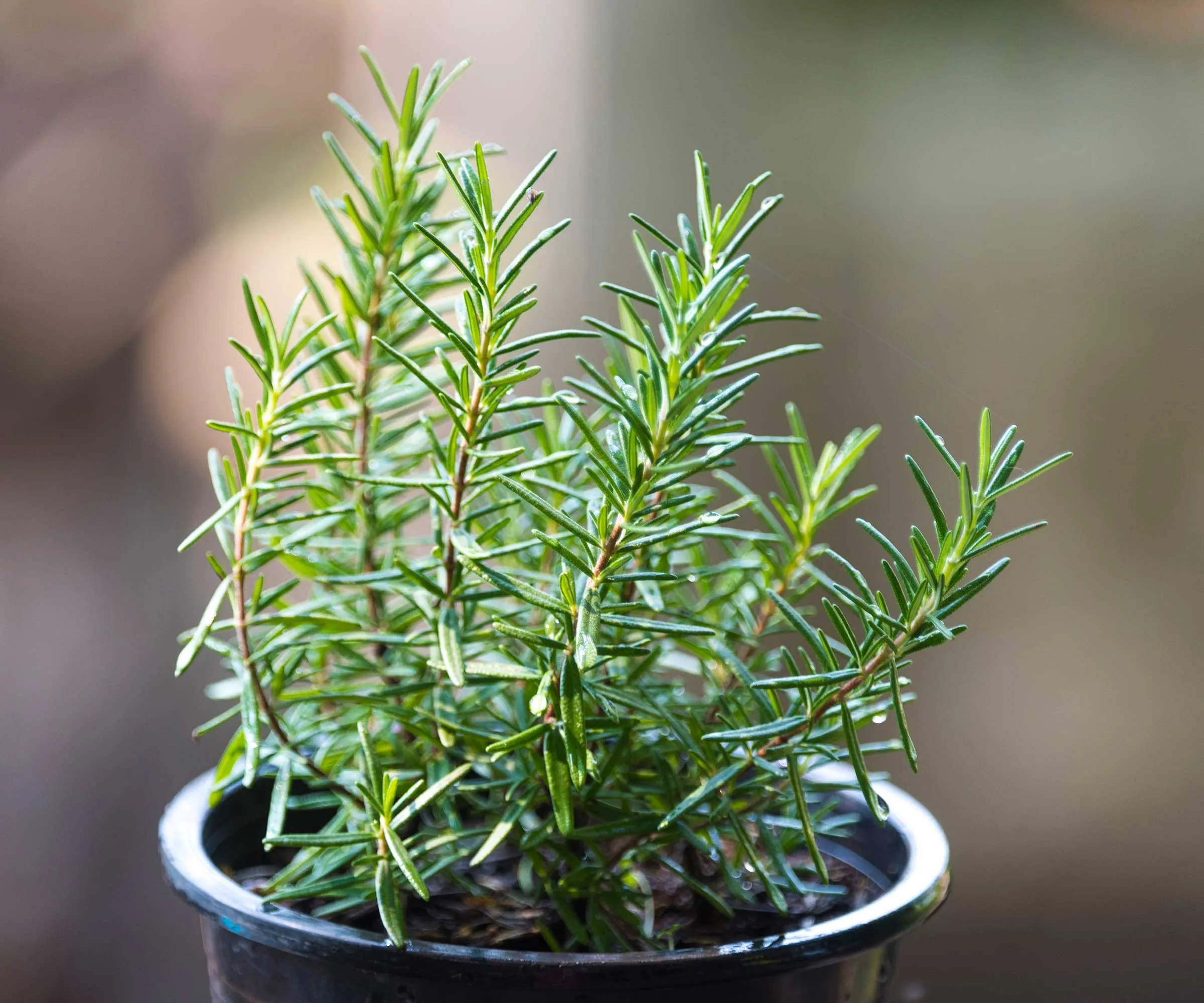 alecrim em uma panela' loading='lazy' title=