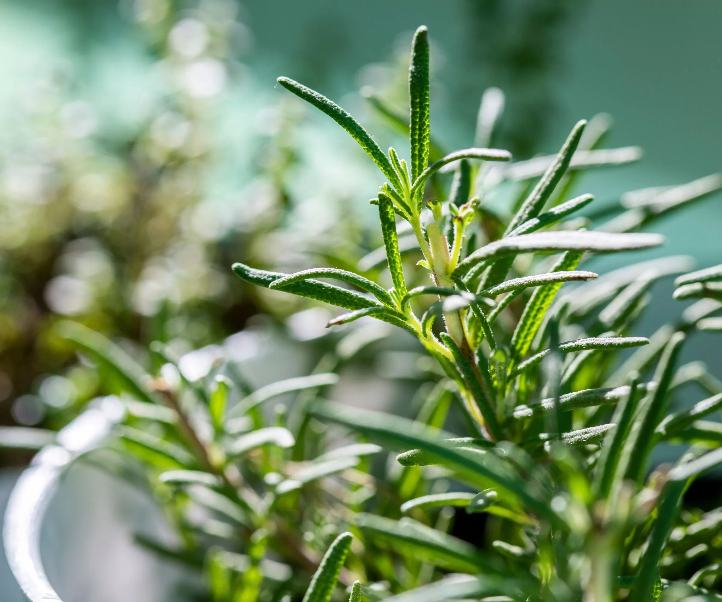 alecrim' loading='lazy' title=