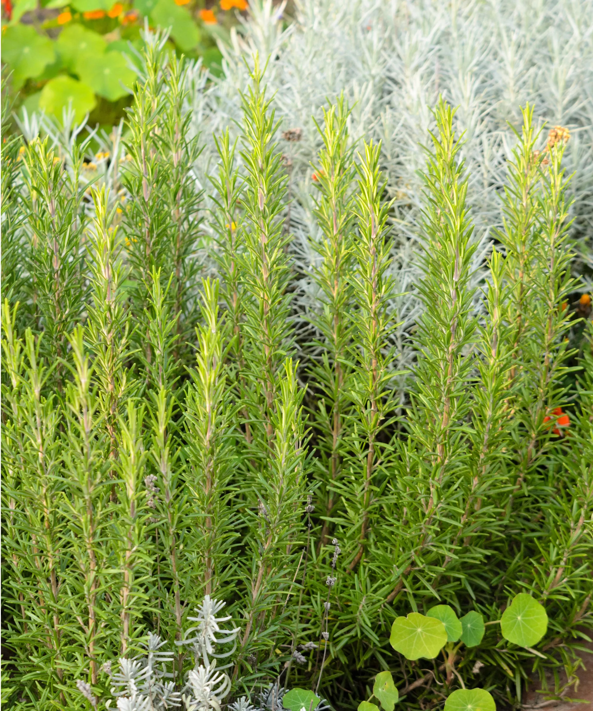 Planta de alecrim na borda' loading='lazy' title=