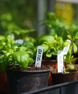 용기에서 자라는 바질