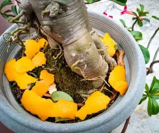 קליפות תפוזים על צמחים