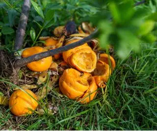 האם קליפות תפוזים טובות לצמחים? למד כיצד להשתמש בפסולת מזון זו ביעילות בחצר שלך