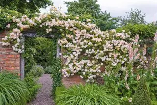Rosengartenideen Phyllis Bride Rose an der Wand David Austin