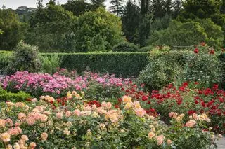 Rosengarten-Ideen – Rosengarten bei RHS Rosemoor