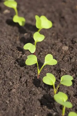 Ředkvičky v Jak pěstovat ředkvičky