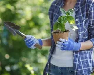 Quand planter des fraises – pour les gourmandises les plus savoureuses de l’été