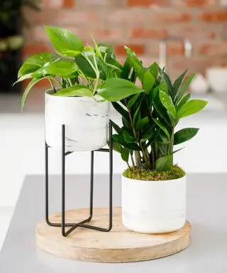 pothos et plantes zz en pots sur une table