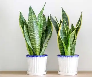 鉢植えのヘビ植物