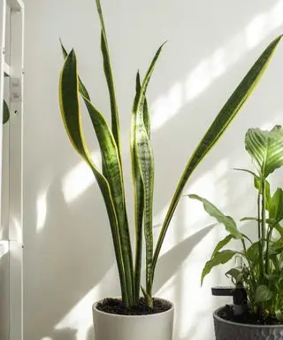 ヘビの植物が枯れるのはなぜですか?苦境に立たされているサンスベリアを助けるプロのヒント