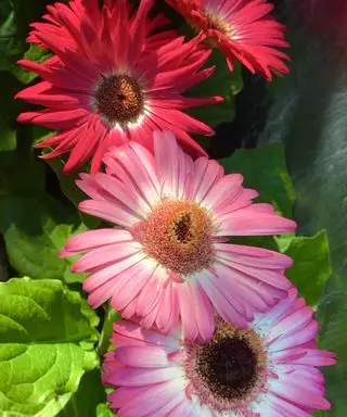 Blass- und dunkelrosa Gerberablüten blühen