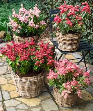 Pieris Passion wächst in Behältern auf einer Terrasse
