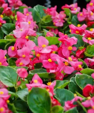 Beste Terrassenpflanzen – 11 atemberaubende Optionen, um Ihrem gepflasterten Raum Blumen, Laub und Duft zu verleihen