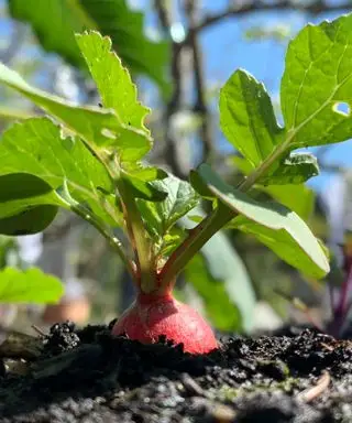 reddiker som vokser i bakken