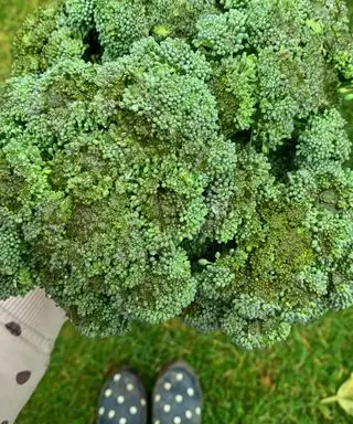 brokkoliavling holdt i en kvinne